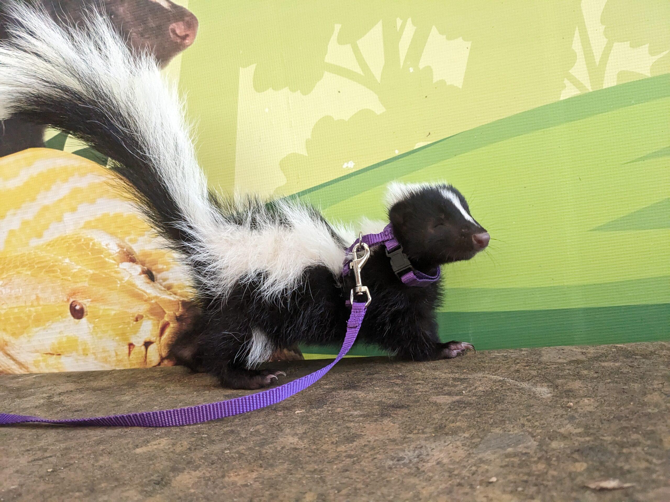 Egg-citing Tricks: Baiting Skunks with Eggs on YouTube!