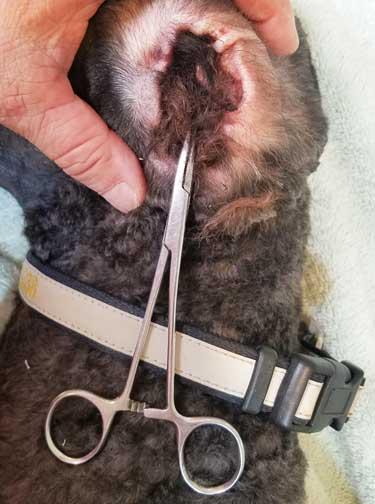 DIY Guide: Shaving Your Poodle’s Ear Canal at Home!