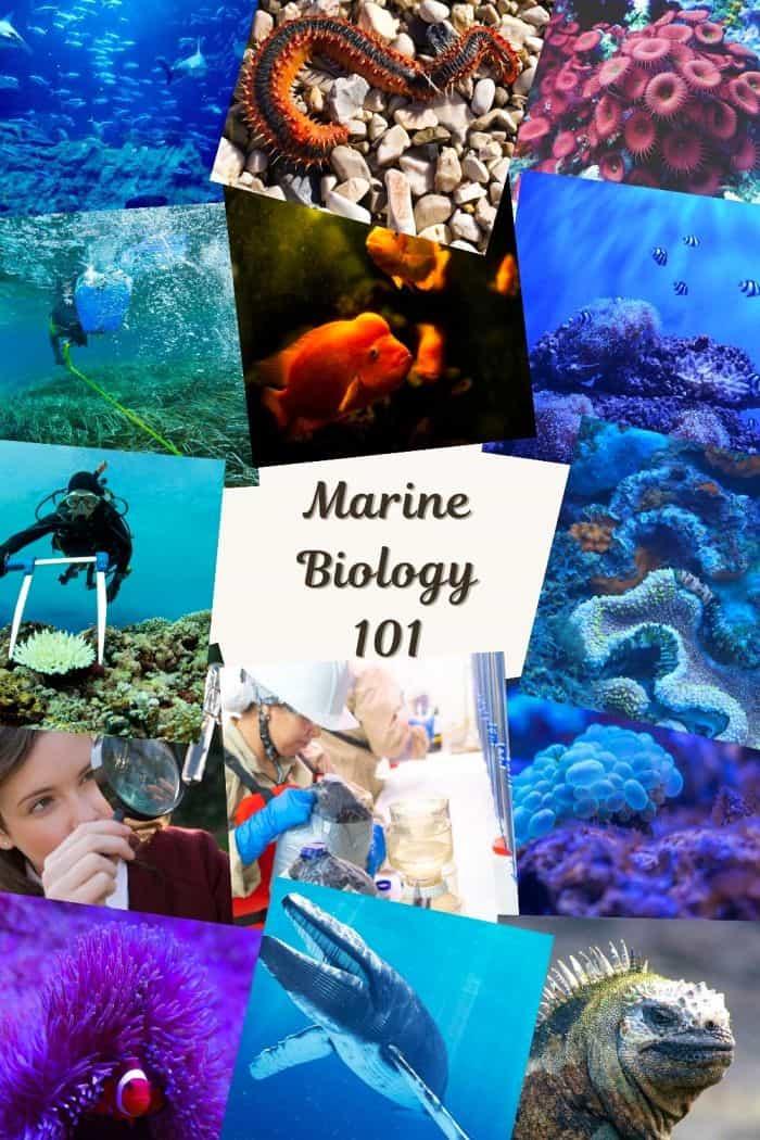 Conservation in Action: How Marine Biologists Protect Our ⁢Oceans