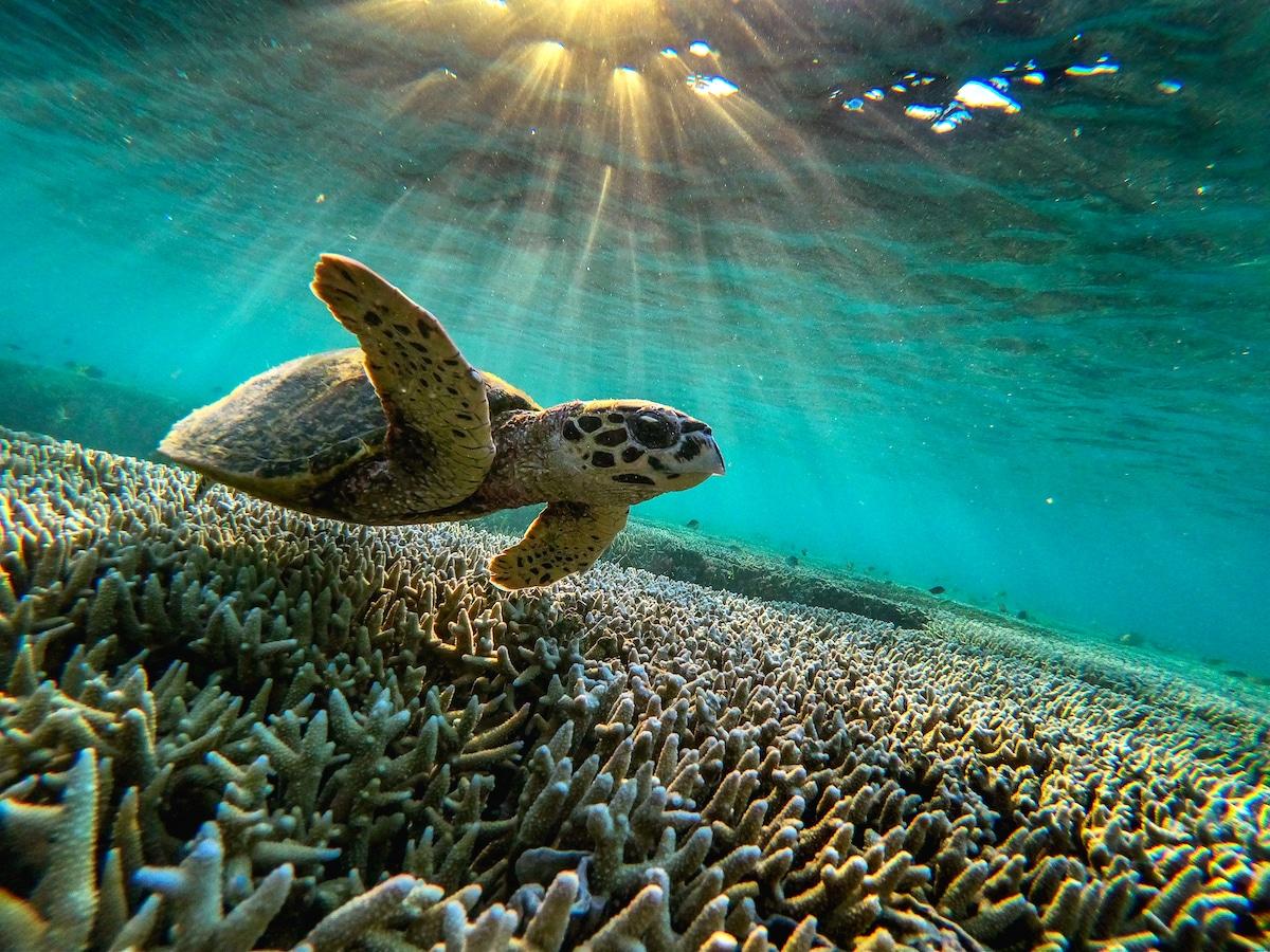 From Shoreline to Seafloor: Techniques‍ for Studying Ocean Life