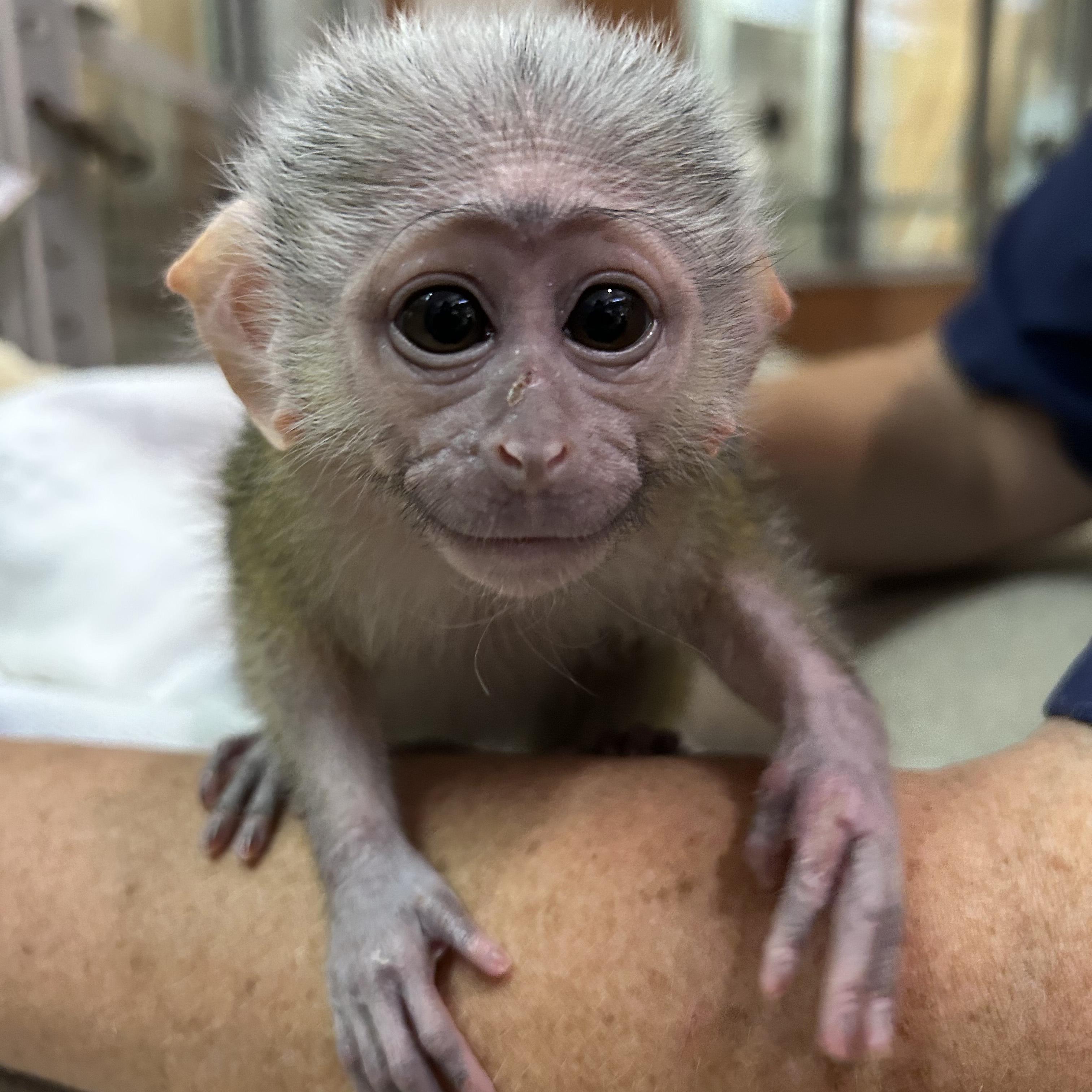 The Journey of Baby Monkey Tina: From ‍Viral Sensation to YouTube Stardom