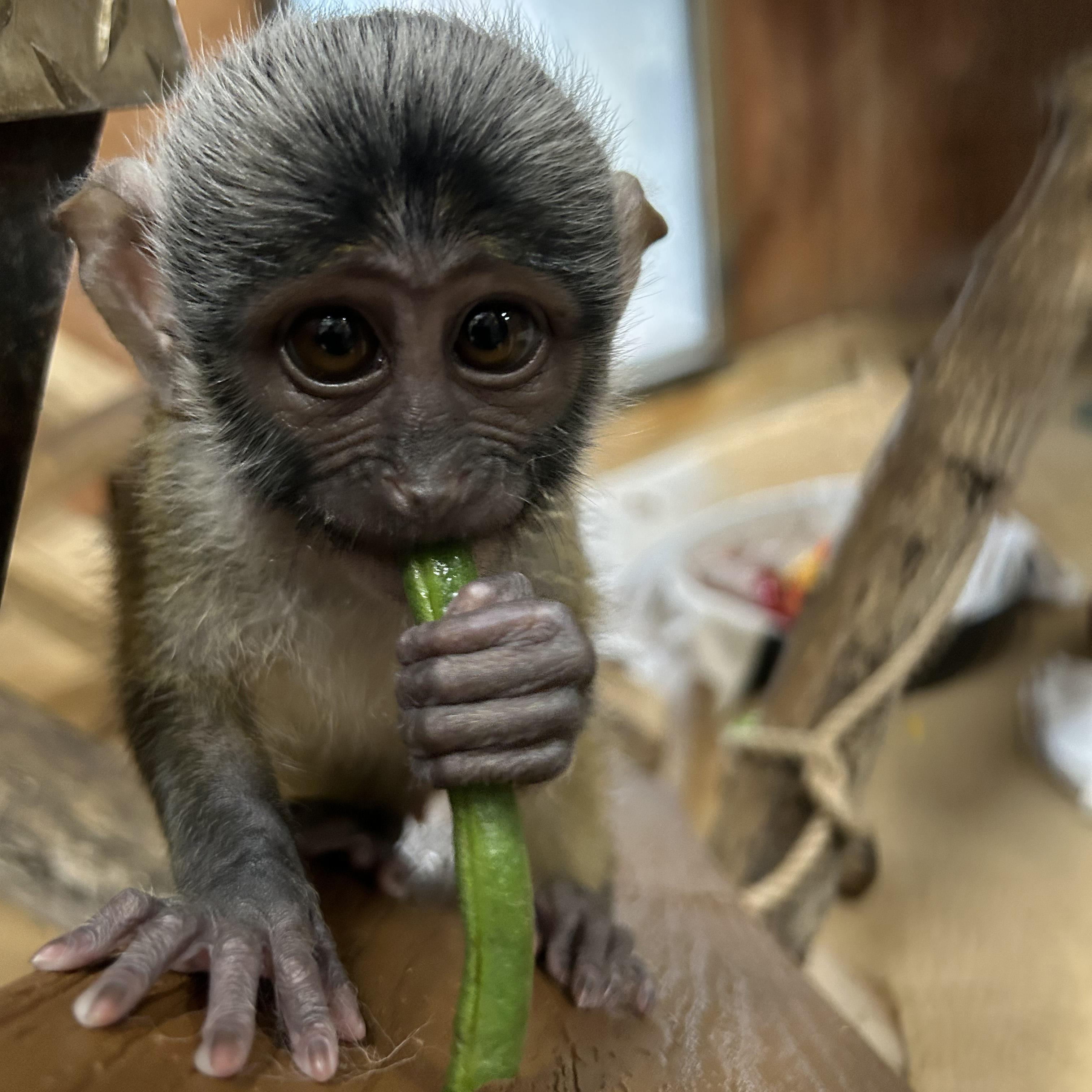 What’s Next⁤ for Baby ‌Monkey Tina:​ Future Projects​ and Exciting Updates