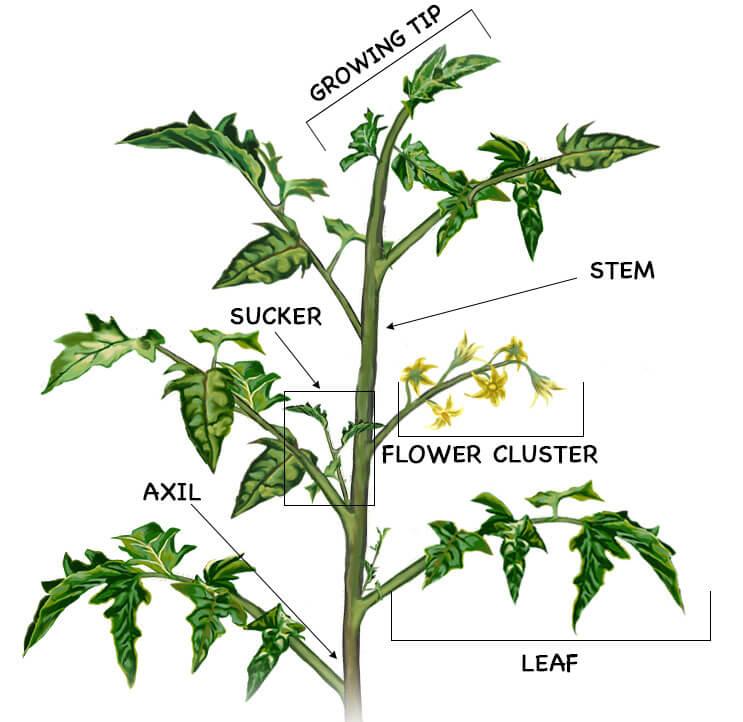Mastering Tomato Trimming: YouTube Tips for Garden Success