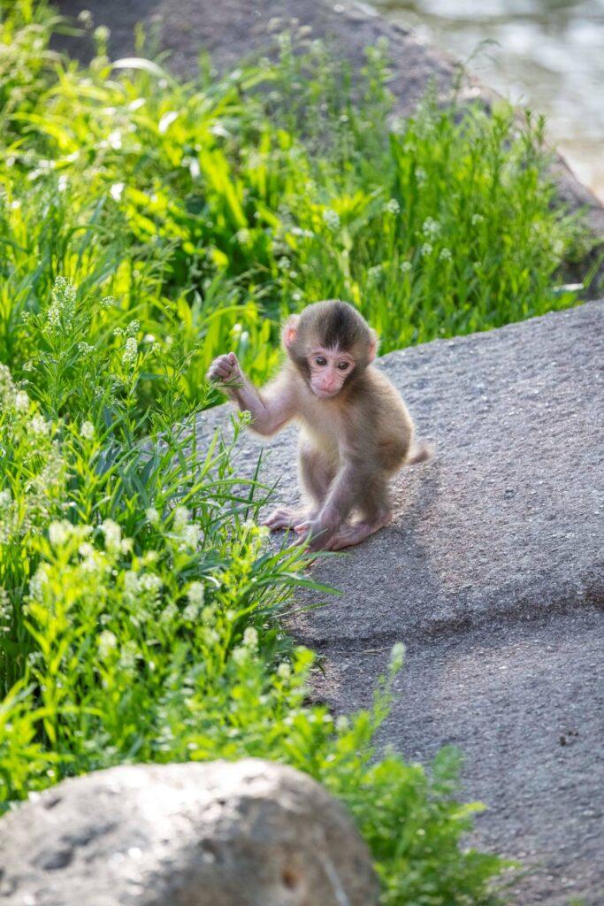 Behind ⁤the Scenes: What Life Looks Like for Baby‍ Monkey Tina Today