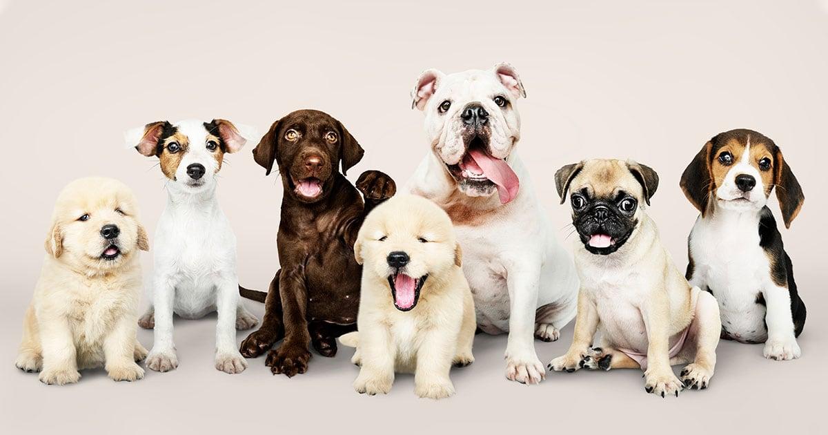 Welcoming Puppies: A Fun Guide to Dog Birthing on YouTube