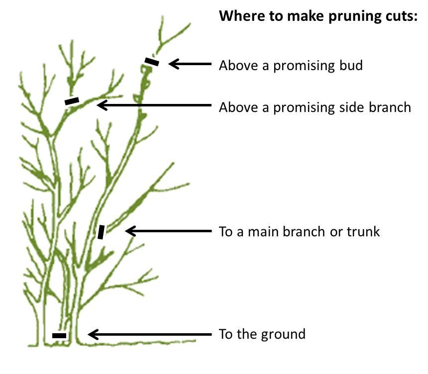 Discover the Art of Pruning for a Bountiful Harvest
