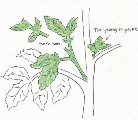 Crafting the Perfect Balance: When to Trim and When to Let Grow