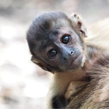 Connecting with Fans: How Baby Monkey Tina Engages Her Audience Now