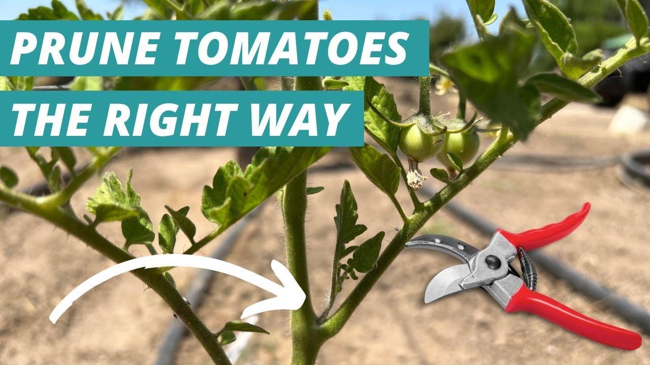 YouTube Guides That Make Tomato Trimming a Breeze