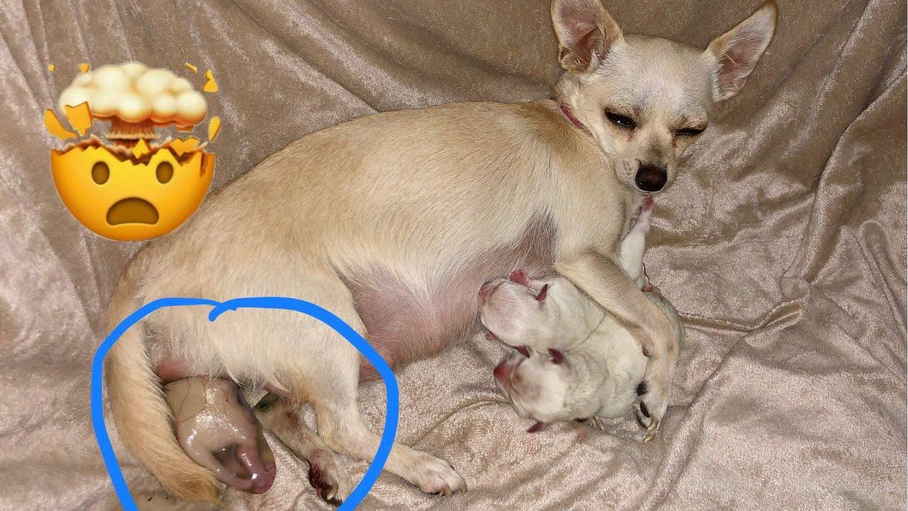 Capturing the Magic: Best Practices⁤ for Documenting Puppy Birth on YouTube