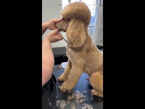 Mastering the Basics of Poodle Ear Grooming