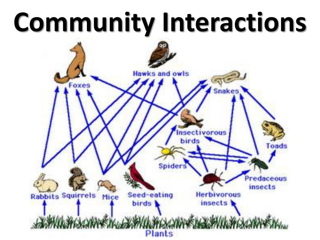 Mastering the Art of Engagement Through Community Interaction
