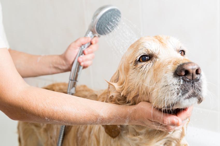 Post-Grooming Care and Tips for Happy Ears