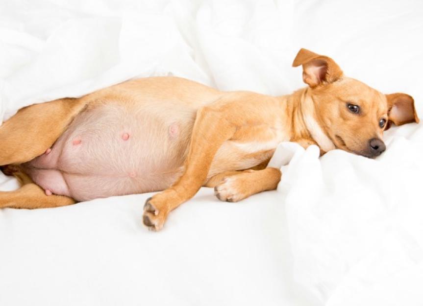 Supporting Your Dog During Labor: Tips for a Smooth Delivery ⁣Experience
